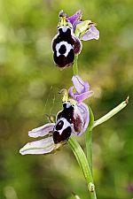 Ophrys straussii