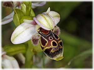 Ophrys umbilicata