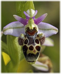 Ophrys umbilicata