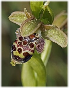 Ophrys umbilicata