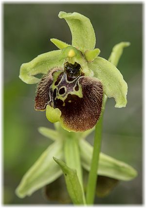 Ophrys untchjii