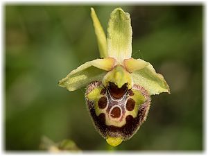Ophrys untchjii