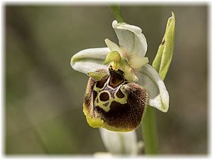 Ophrys untchjii
