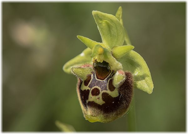 Ophrys untchjii