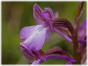 Orchis boryi