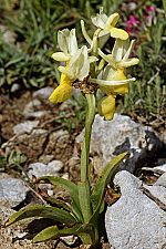 Orchis pauciflora
