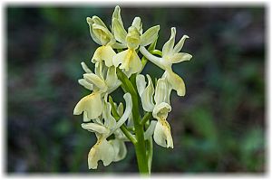Orchis provincialis