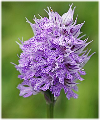 Orchis tridentata