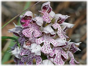 Orchis tridentata
