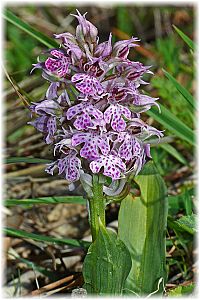 Orchis tridentata
