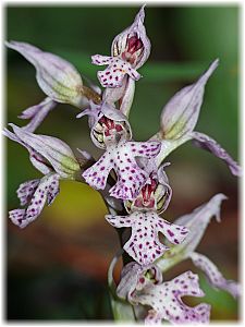 Orchis tridentata