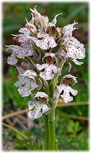 Orchis tridentata