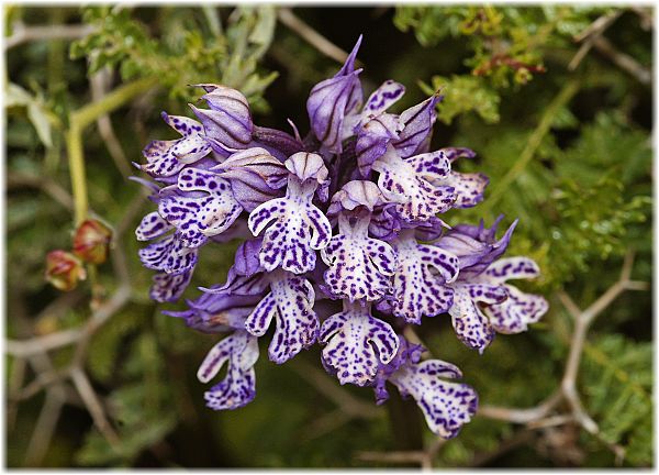 Orchis tridentata