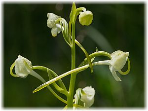 Platanthera bifolia