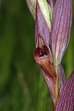 Serapias bergonii