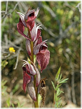 Serapias orientalis