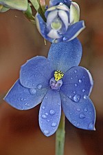 Thelymitra crinita