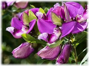 Polygala myrtifolia