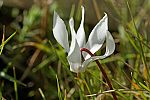 Cyclamen creticum