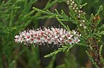 Tamarix parviflora