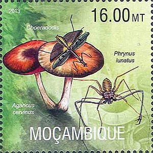 Mosambik 2013