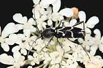Chlorophorus sartor