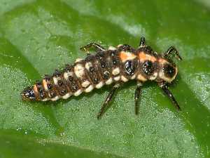 Adalia bipunctata