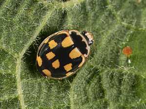 Propylea quatuordecimpunctata