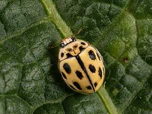Propylea quatuordecimpunctata