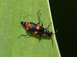 Anthocomus fasciatus