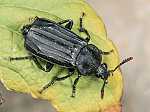 Necrodes littoralis