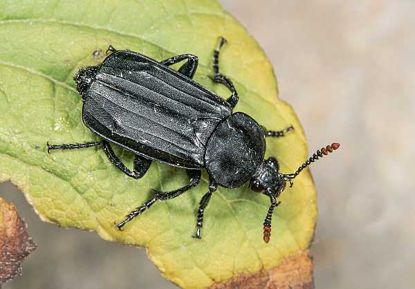 Necrodes littoralis