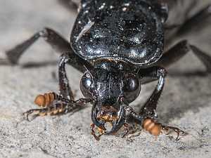 Nicrophorus humator
