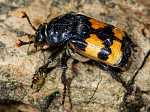 Nicrophorus investigator