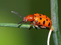 Crioceris duodecimpunctata