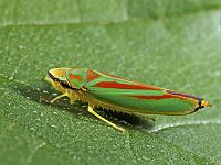 Graphocephala fennahi