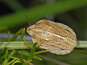 Jalla dumosa
