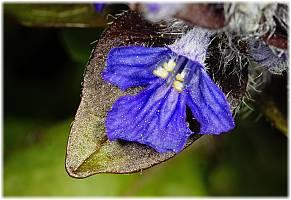 Ajuga reptans