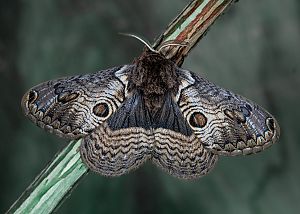 Brahmaea europaea