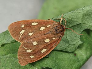 Arctia aulica