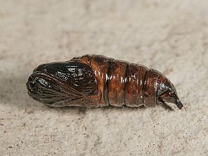 Arctia aulica Ei