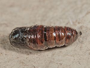 Arctia aulica Ei