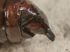 Arctia aulica Ei
