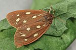 Arctia aulica