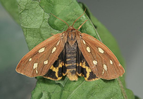 Arctia aulica