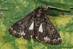 Catephia alchymista
