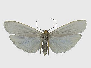 Eilema caniola