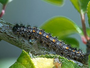 Eilema complana