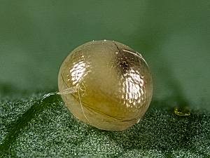 Eilema griseola