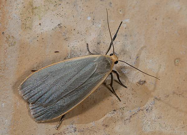 Eilema griseola